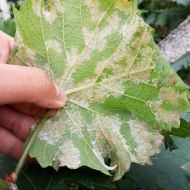 ����˪ù��Ҫ��ô������